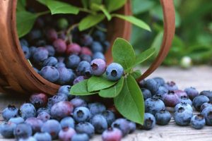 Yaban mersini i&ccedil;in en uygun ortam Bursa Orhaneli'nde