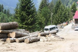 Yeşil Yol'da y&uuml;zlerce ağa&ccedil; kesilmiş!