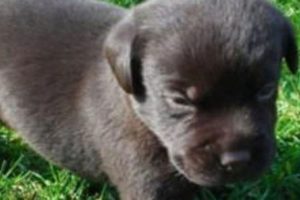 İki yıl boyunca k&ouml;pek diye besledi ama...