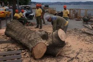 Belediyeden 'ağa&ccedil; kesimi' a&ccedil;ıklaması