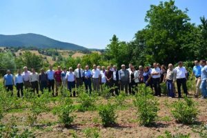 Bursa'da yaban mersini ilk meyvesini verdi