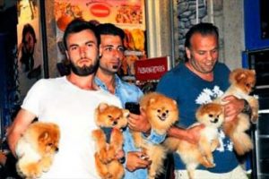 Kucakta k&ouml;pek satıyorlar...