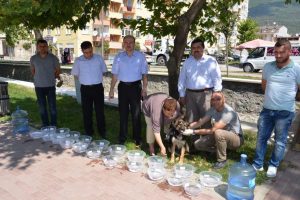 Bursa Gemlik'te sokak hayvanları susuz kalmayacak