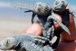 Caretta carettalar i&ccedil;in flaş uyarı!