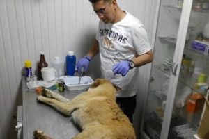 Bursa'da k&ouml;peğe &ccedil;arptı! Y&uuml;reği el vermeyince veteriner &ccedil;ağırdı...