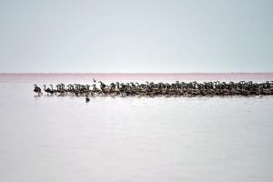 Yavru flamingo sevinci