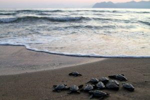 Caretta caretta yavruları suyla buluştu