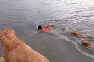 Sahiplerinin peşini suda bile bırakmadılar