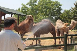 Bursa'da hayvanat bah&ccedil;esinde hortumlu serinlik
