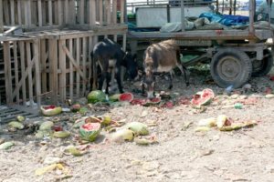 'Karpuzu artık eşekler bile yemiyor'