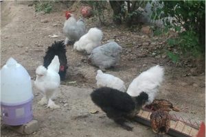 Bursa'da hırsızlar g&ouml;z&uuml;n&uuml; k&uuml;mese dikti
