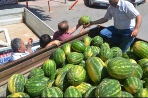 Karpuzda &ouml;nemli fiyat d&uuml;ş&uuml;ş&uuml;!
