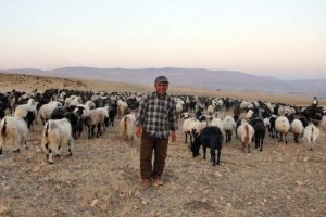 30 saat uyuyan &ccedil;oban k&ouml;y&uuml; ayağa kaldırdı
