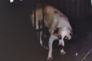 Kediyi kovalayan k&ouml;pek demir parmaklıklara sıkıştı
