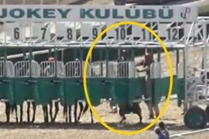 Ankara Hipodromu'nda start &ouml;ncesi şok eden &ouml;l&uuml;m!