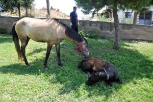 Bursa'da duvardan atlamak isteyen tay demirlere saplandı!