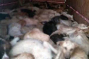 K&ouml;pek katliamı skandalı b&uuml;y&uuml;yor