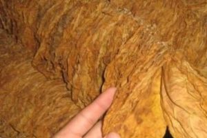 Bursa'da 4 ton t&uuml;t&uuml;n ele ge&ccedil;irildi