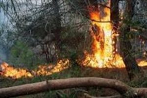 Bursa'da orman yangını