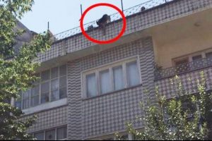 Bağlı olduğu terasın korkuluklarından sarkan k&ouml;pek boğuldu
