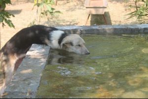700 k&ouml;peği i&ccedil;in havuz yaptırdı