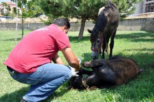Bursa'da demire saplanan tay kurtulamadı...