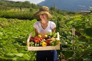 Domates kırışıklıkları engelliyor