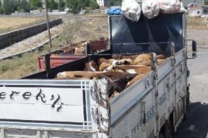 Kurban sevkiyatında 'ter&ouml;r' korkusu
