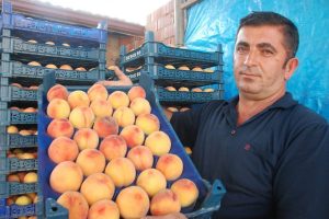 Ter&ouml;r şeftali &uuml;reticisini de vurdu