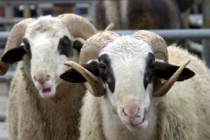 Kurban Hizmetleri Komisyonu geliyor