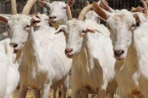 Ke&ccedil;i sağmak i&ccedil;in 6 bin lira &ouml;d&uuml;yorlar