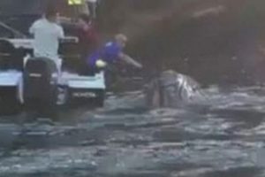 Balina balık&ccedil;ılardan 'yardım istedi'