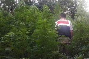 Bursa'da ormanda uyuşturucu operasyonu