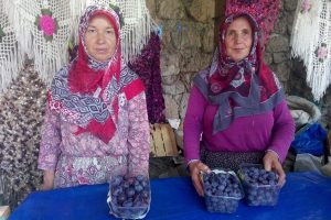 Bursa'da nesli t&uuml;kenen meyvelerin bek&ccedil;iliğini kadınlar yapıyor
