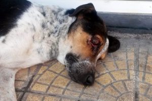 Vicdansızlar bunu da yaptı!