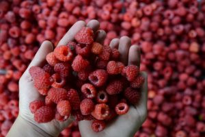 Bursa Ticaret Borsası'nda ahududunun kilogram fiyatı ne oldu?