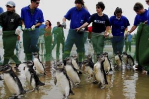 Penguenler yollarını şaşırdılar