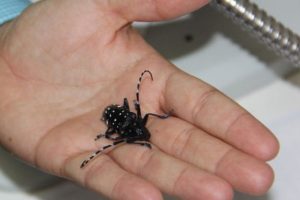 Turun&ccedil;gil b&ouml;ceği alarmı