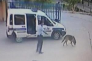 K&ouml;peği vuran komiser yardımcısı bu kez bir kadının &ouml;l&uuml;m&uuml;ne neden oldu