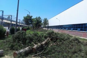 Bursa'da TOFAŞ &ccedil;am ağa&ccedil;larını kesti