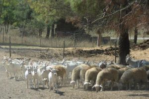 Bursa'nın &uuml;niversiteli kurbanlıklarının fiyatı piyasanın altında