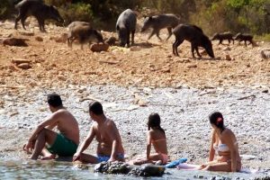 Turistler domuzlarla y&uuml;zd&uuml;