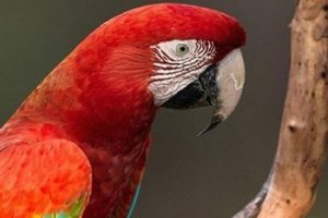 Hindistan'da papağan "g&ouml;zaltına alındı"