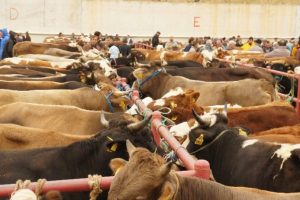 'Vekalet yoluyla kurban' kesmenin bedeli açıklandı 