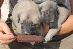 Bursa'da sıfır otomobil fiyatına "Kangal"