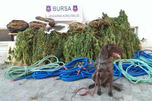 Bursa'da kenevir operasyonu: Bir kişi tutuklandı