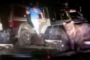 Ayıya tecav&uuml;z etmeye kalkıştılar!