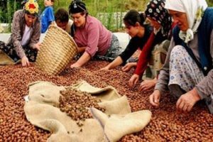 Fındık fiyatları 13 TL'nin &uuml;zerine &ccedil;ıktı!