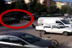 K&ouml;pek korkusu canından ediyordu!