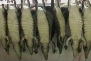 Moda devleri Avustralya'da timsah &ccedil;iftlikleri alıyor